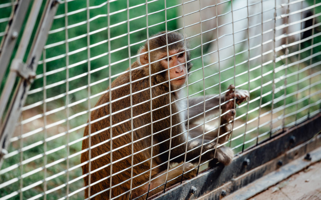 Monkey Makes Monkeys out of PETA at Ninth Circuit